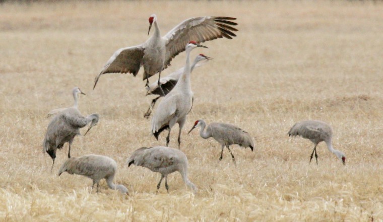 Spring bird migration in full swing